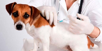 Campaña de vacunación antirrábica en Maciel para perros y gatos