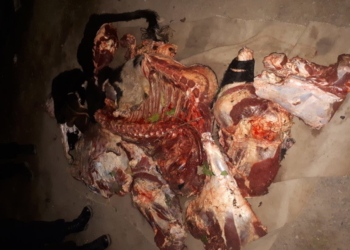 Abigeato en Gaboto: carne y armas secuestradas en tres allanamientos