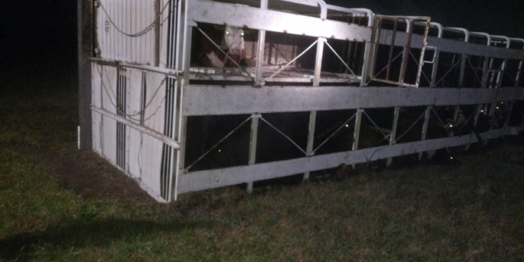 Ruta 34: Un camión con animales volcó y el chofer de Totoras resultó herido