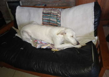 Bomberos rescataron a un perra atrapada en una reja