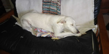 Bomberos rescataron a un perra atrapada en una reja