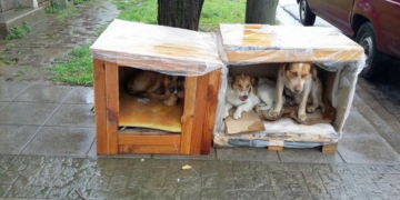 Mascotas Oliveros retomará un proyecto para los «callejeritos» y necesita de todos