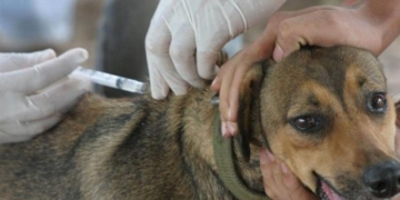 Nueva jornada de vacunación antirrábica en Maciel