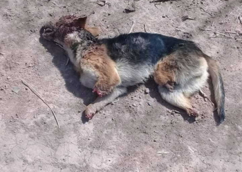 Macabro hallazgo de un perro sin sus patas en Monje