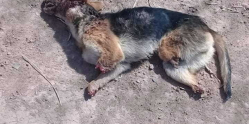 Macabro hallazgo de un perro sin sus patas en Monje