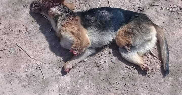 Macabro hallazgo de un perro sin sus patas en Monje