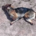Macabro hallazgo de un perro sin sus patas en Monje