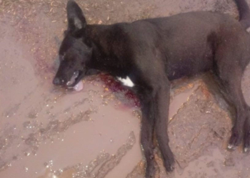 Indignación en Gaboto: mataron a un perro de un tiro