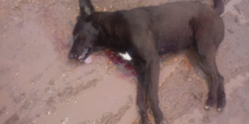 Indignación en Gaboto: mataron a un perro de un tiro
