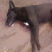 Indignación en Gaboto: mataron a un perro de un tiro