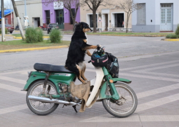 «Negrita»: la historia de la perrita sangenarina que hace mandados en moto