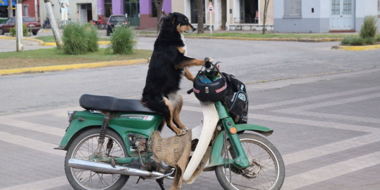 “Negrita”: la historia de la perrita sangenarina que hace mandados en moto