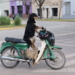 «Negrita»: la historia de la perrita sangenarina que hace mandados en moto