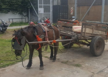 Rescataron a un caballo y cuatro jóvenes fueron demorados por maltrato animal