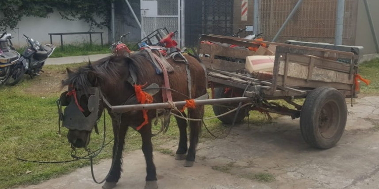 Rescataron a un caballo y cuatro jóvenes fueron demorados por maltrato animal