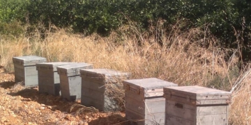 Robaron más de 100 colmenas de un campo en Monje