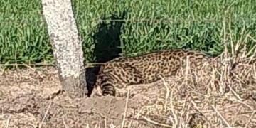 ¿Un yaguareté? hallaron un extraño felino en un campo de Centeno