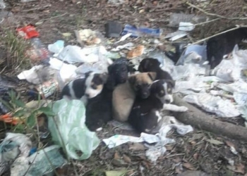 Entre la basura, hallaron a 9 cachorros en Oliveros que buscan familia