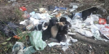 Entre la basura, hallaron a 9 cachorros en Oliveros que buscan familia