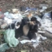 Entre la basura, hallaron a 9 cachorros en Oliveros que buscan familia