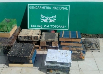 Gendarmería Totoras decomisó 190 aves en la Ruta 34