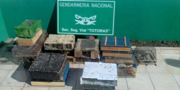 Gendarmería Totoras decomisó 190 aves en la Ruta 34
