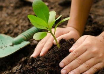 Defensores de Centeno se unió a la campaña «un árbol por el Amazonas»