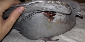 Desde el Alma: la nena sangenarina que fue al jardín y rescató a una paloma herida