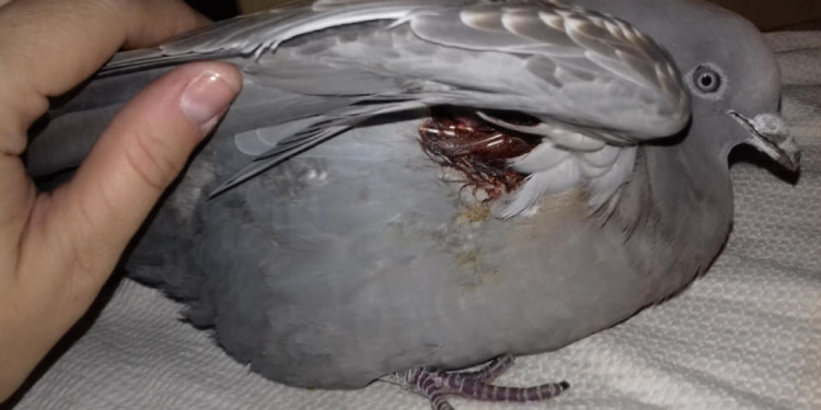 Desde el Alma: la nena sangenarina que fue al jardín y rescató a una paloma herida