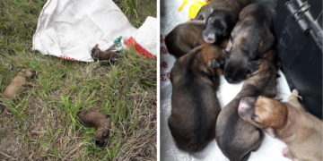 Mala gente: media docena de perritos abandonados y con hipotermia en Maciel