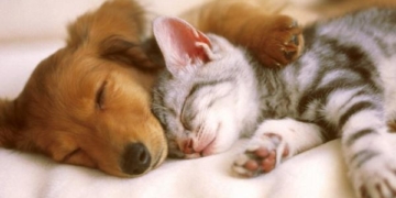 Un municipio de la región duplicó las penas por actos de crueldad a los animales