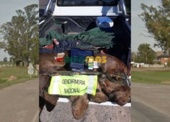 Un hombre fue detenido en Díaz con un arma, cartuchos y animales faenados