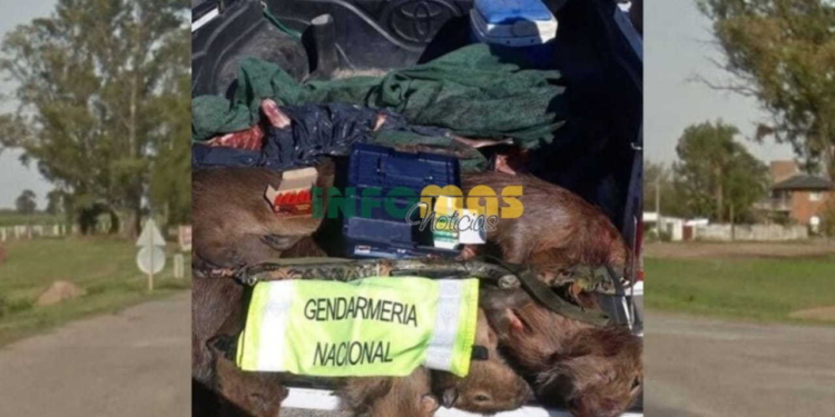 Un hombre fue detenido en Díaz con un arma, cartuchos y animales faenados
