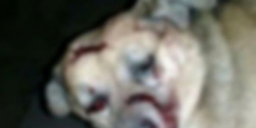 Monje: mató a golpes al perro de su vecino y fue detenido