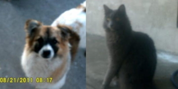 Oliveros: abuelos deben retornar a su país y solicitan adopción para sus mascotas