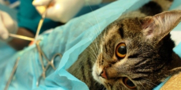 Localidades de la región pactaron una nueva campaña de castración