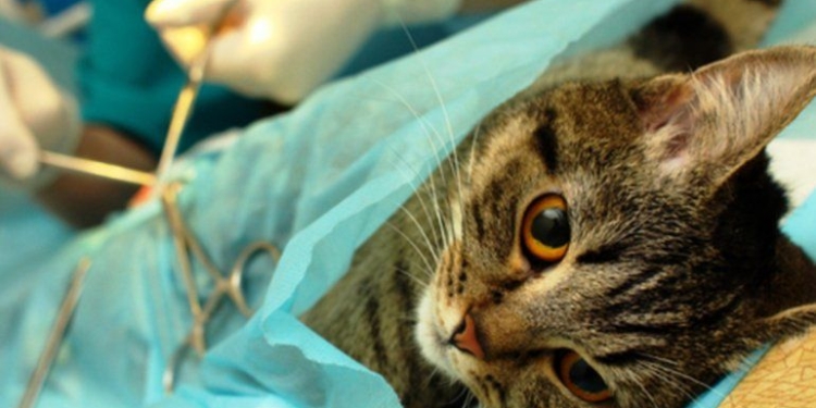 Localidades de la región pactaron una nueva campaña de castración