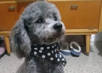 Díaz: un perro murió tras ser atropellado por una camioneta que huyó del lugar