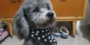 Díaz: un perro murió tras ser atropellado por una camioneta que huyó del lugar