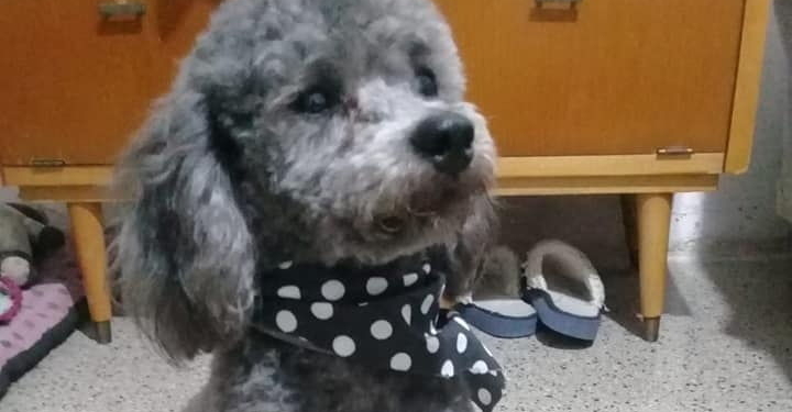 Díaz: un perro murió tras ser atropellado por una camioneta que huyó del lugar