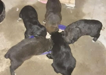Abandonaron a seis cachorros en Gaboto y buscan adoptantes