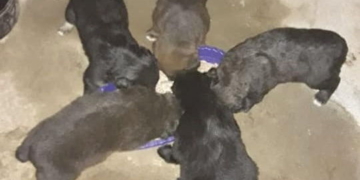 Abandonaron a seis cachorros en Gaboto y buscan adoptantes