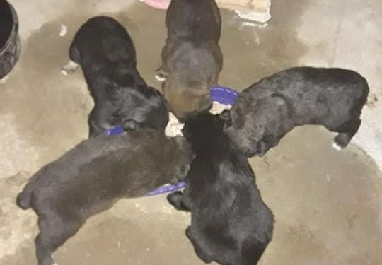 Abandonaron a seis cachorros en Gaboto y buscan adoptantes