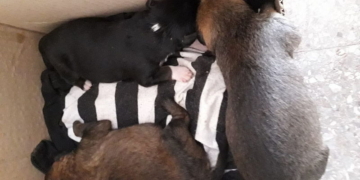 Cachorros abandonados en Maciel necesitan con urgencia una mamá nodriza