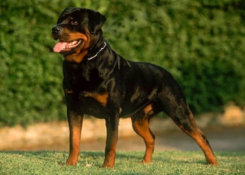 Un perro de raza Rotwailler atacó a una nena que fue salvada por un vecino