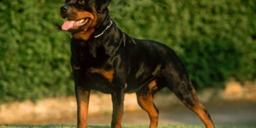Un perro de raza Rotwailler atacó a una nena que fue salvada por un vecino
