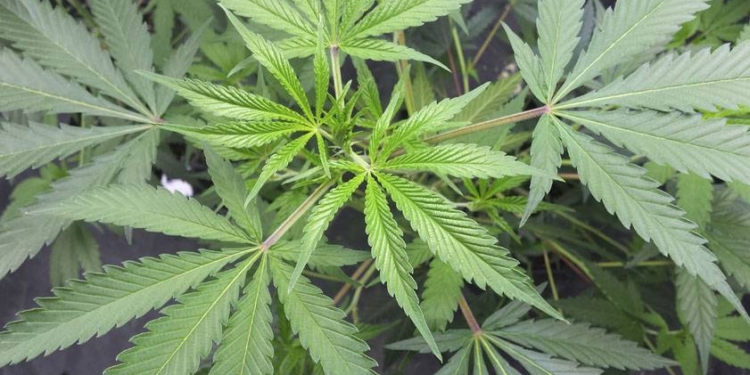 Un hombre denunció que plantaron marihuana en su terreno