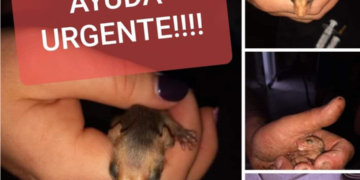 Totoras: atropellaron a una comadreja y dan en adopción a sus 10 crías
