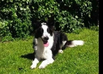 Centeno: buscan a una perra que desapareció asustada por las bombas durante un partido