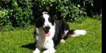 Centeno: buscan a una perra que desapareció asustada por las bombas durante un partido